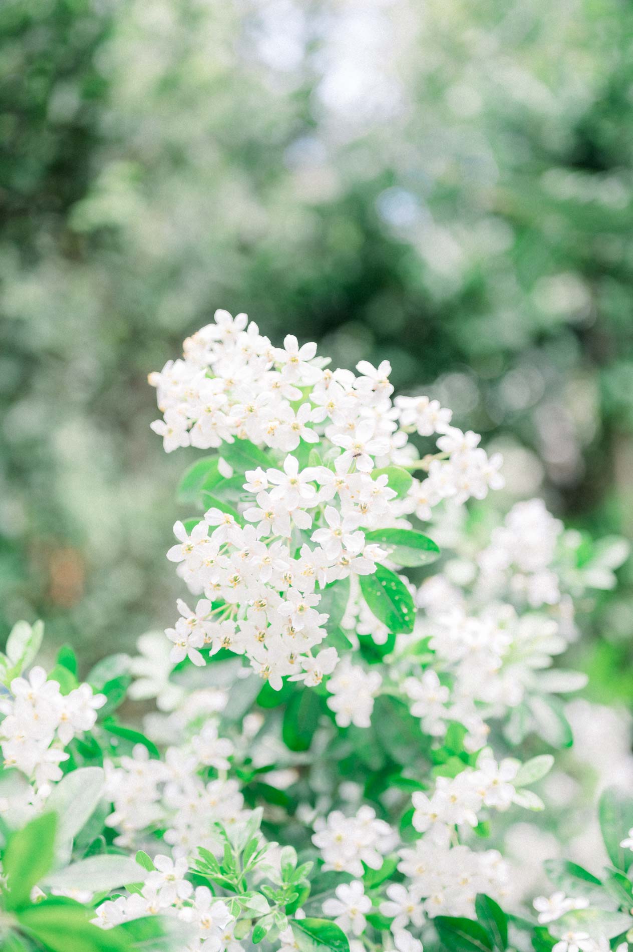 Arbuste aux fleurs blanches en pleine floraison dans le jardin de réception
