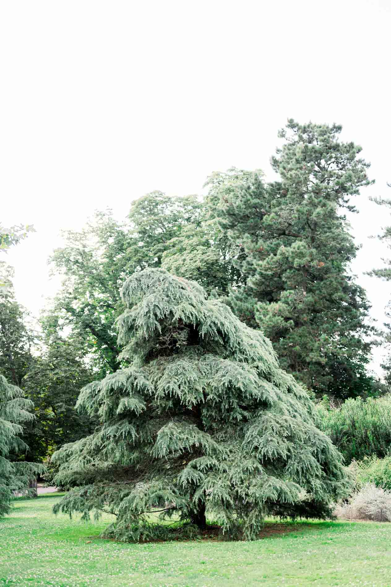 Grand cèdre bleu sur une pelouse du Parc Bordelais