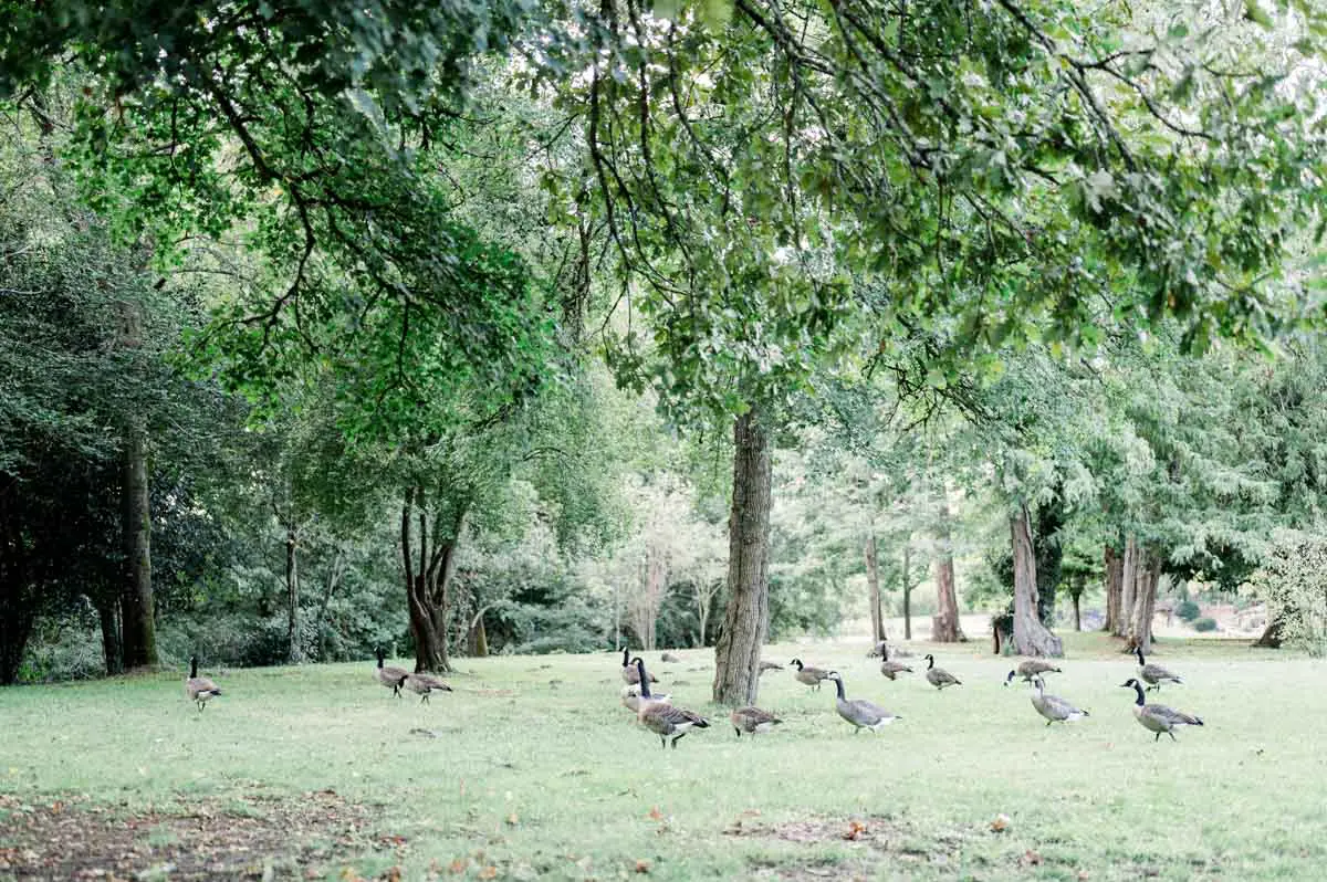 Oies et canards sur la pelouse ombragée du Parc Majolan