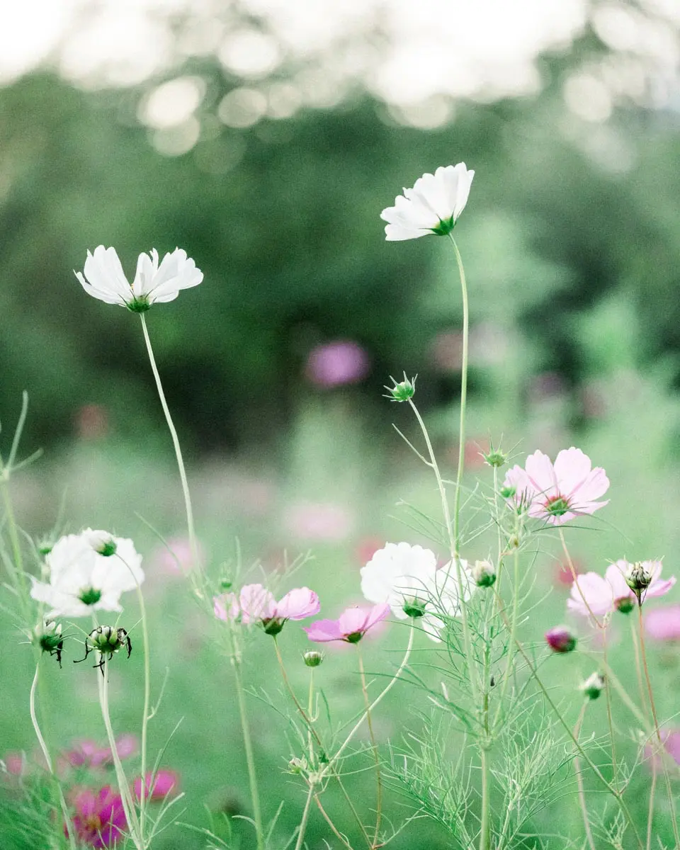Cosmos blancs et roses en fleurs dans une prairie du Parc Majolan