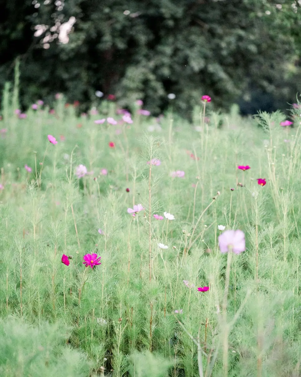 Prairie fleurie de cosmos roses devant les arbres du Parc Majolan