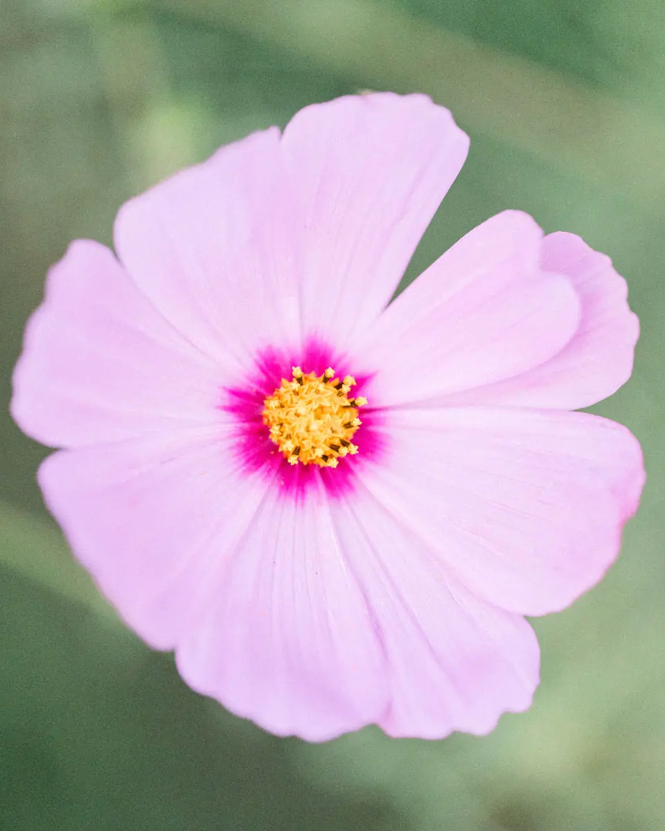 Gros plan d'une fleur de cosmos rose au cœur jaune