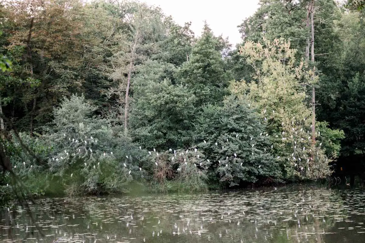 Étang bordé d'arbres et de végétation dense au Parc Majolan