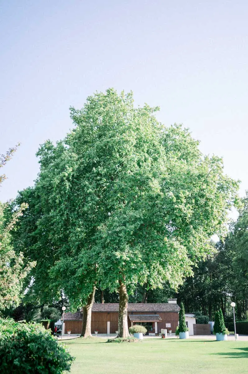 Grand arbre dans le parc du Domaine de Cordet sous un ciel bleu