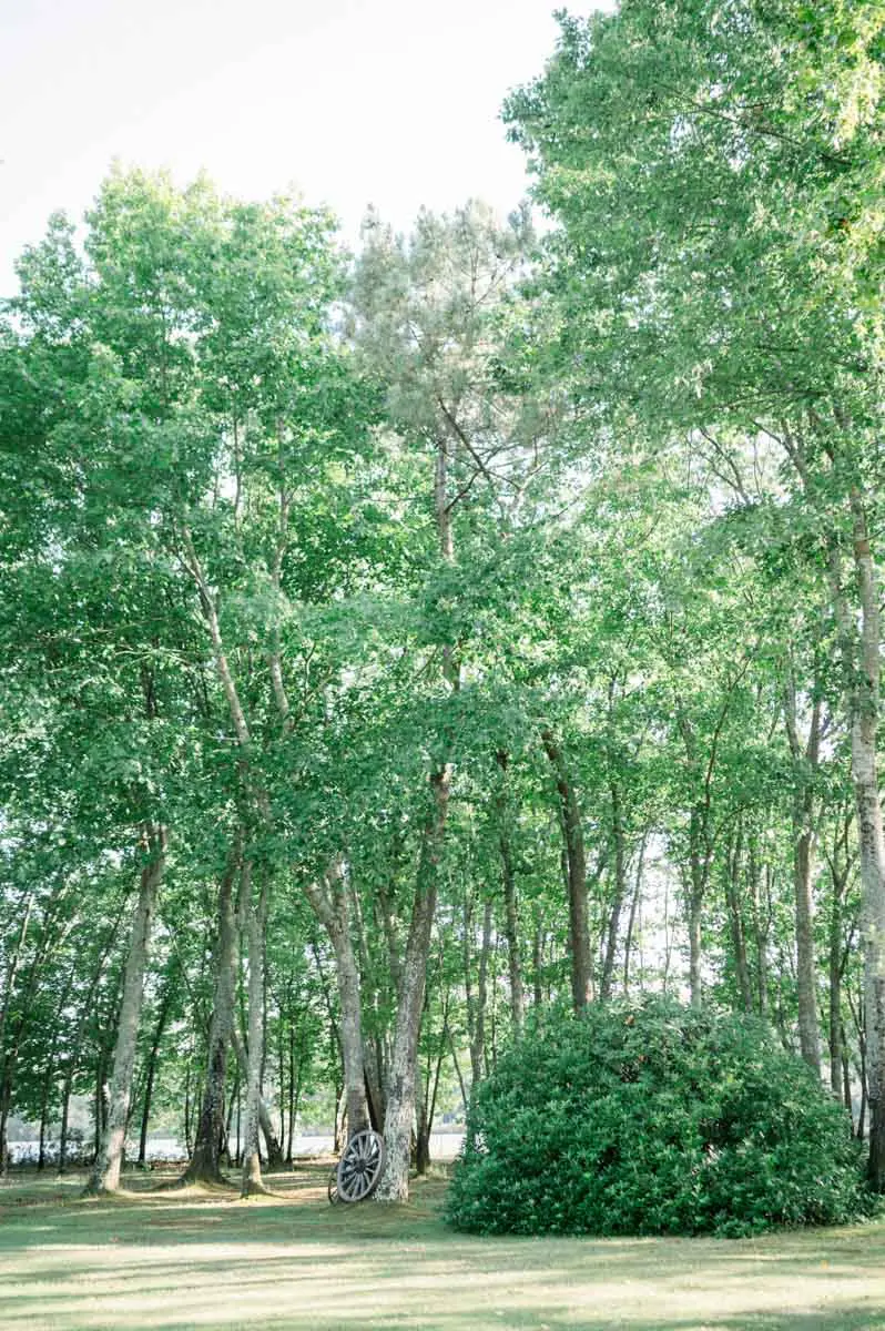 Bosquet d'arbres verdoyants dans le parc du Domaine de Cordet